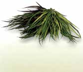 ビスタフォリア®カラーボックス - 画像 (3)