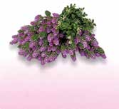 ビスタフォリア®カラーボックス - 画像 (7)