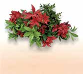 ビスタフォリア®カラーボックス - 画像 (6)