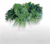 ビスタフォリア®カラーボックス - 画像 (5)