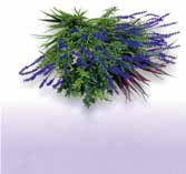 ビスタフォリア®カラーボックス - 画像 (4)