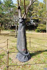 クビアカガードネット™ 樹木の天敵防除対策