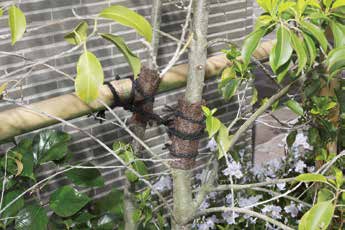 本棕櫚縄梅印 玉巻1000 - 画像 (3)