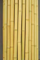晒竹 輸入品・中国製
