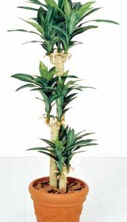 人工樹木 ドラセナ(鉢付き)