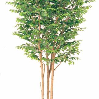 人工樹木 ベンジャミン 3本立