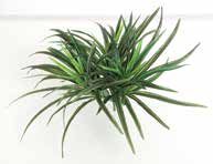 人工葉材 ドラセナブッシュ - 画像 (2)