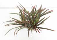 人工葉材 ドラセナブッシュ - 画像 (3)