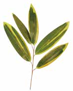 人工葉材　熊笹