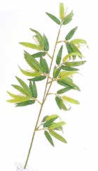 人工葉材　竹スプレイ