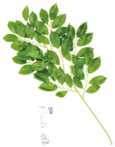 人工葉材　榊スプレイ