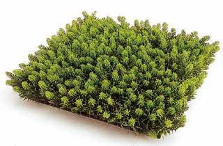 人工葉材　マット