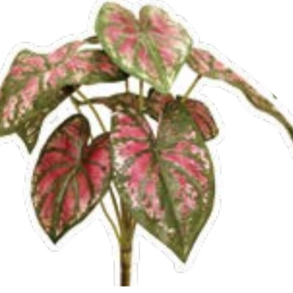 人工葉材　レッドカラジュウムブッシュ