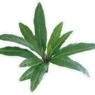 人工葉材 バードネストファン(タニワタリ)